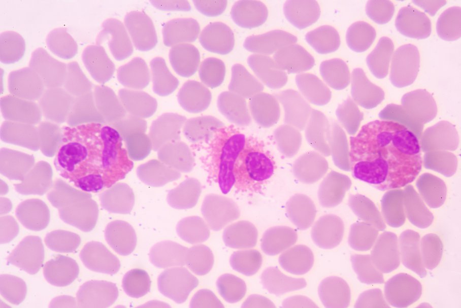 Granulocyty na tle czerwonych krwinek.