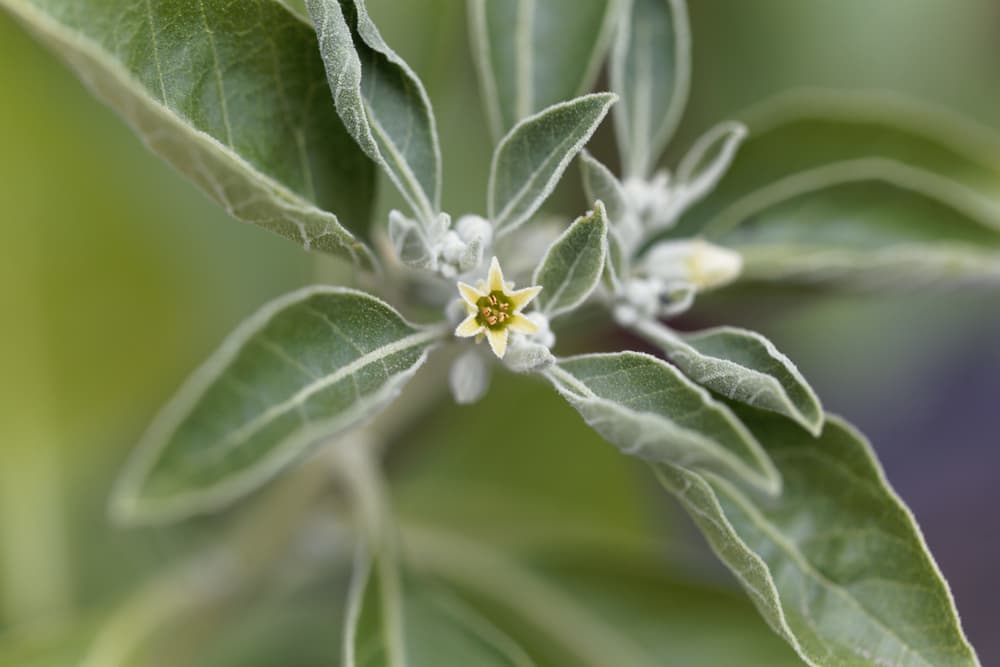 Ashwagandha – nie tylko na stres