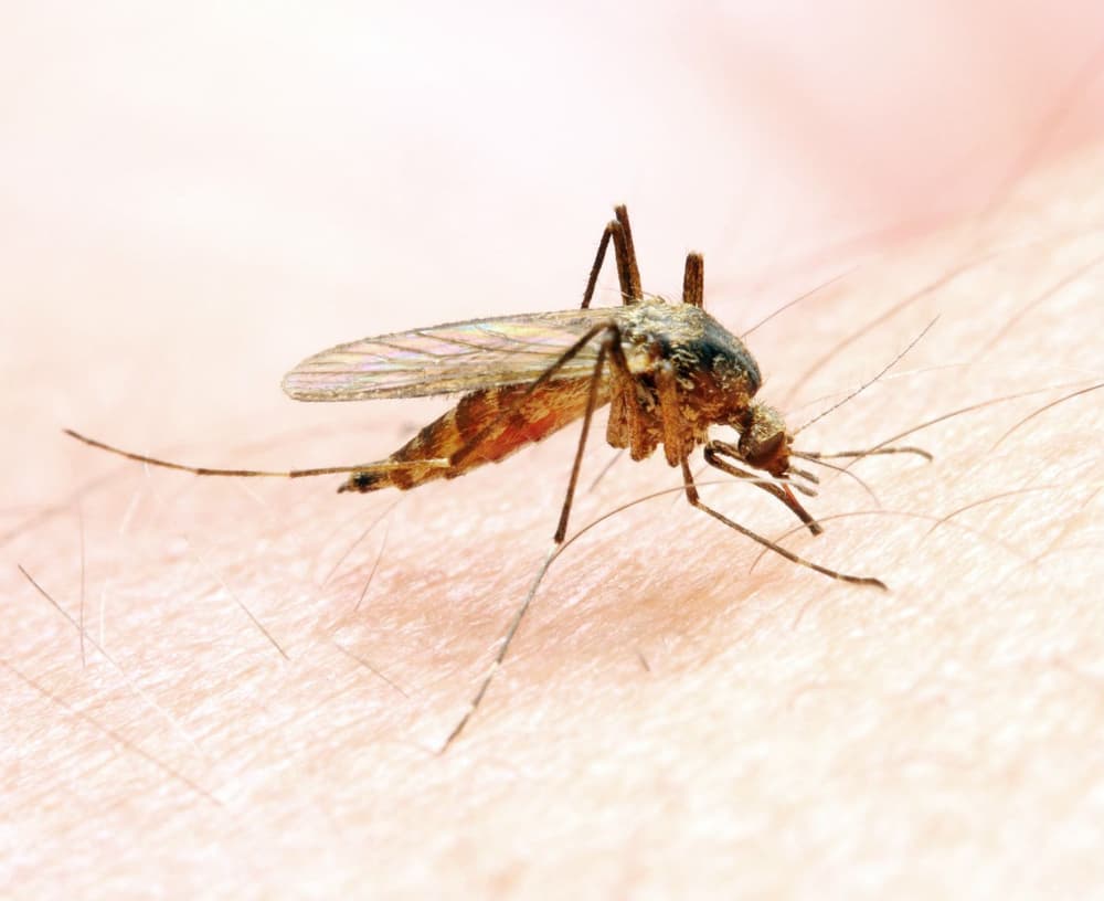 Alergia na jad owadów