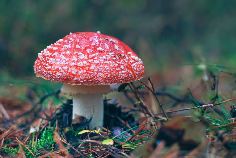 Kwas ibotenowy – w czym się znajduje, jak działa, skutki uboczne