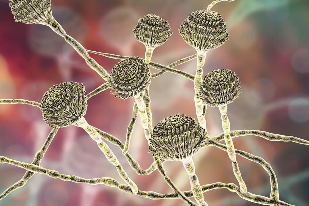 Aspergillus fumigatus – co to jest, alergia, leczenie i badania
