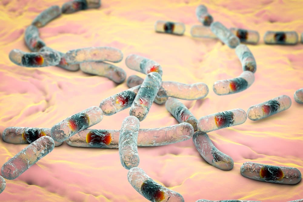 Bacillus cereus – co to za bakteria? Objawy. W jakiej temperaturze ginie?