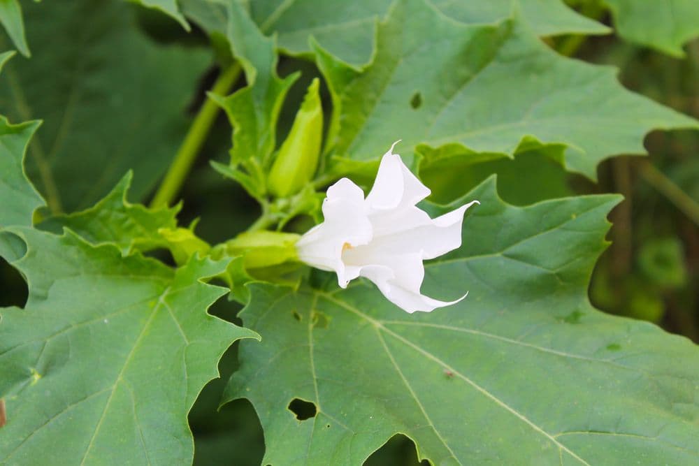 Datura (bieluń dziędzierzawa) – właściwości, zastosowanie, skutki uboczne