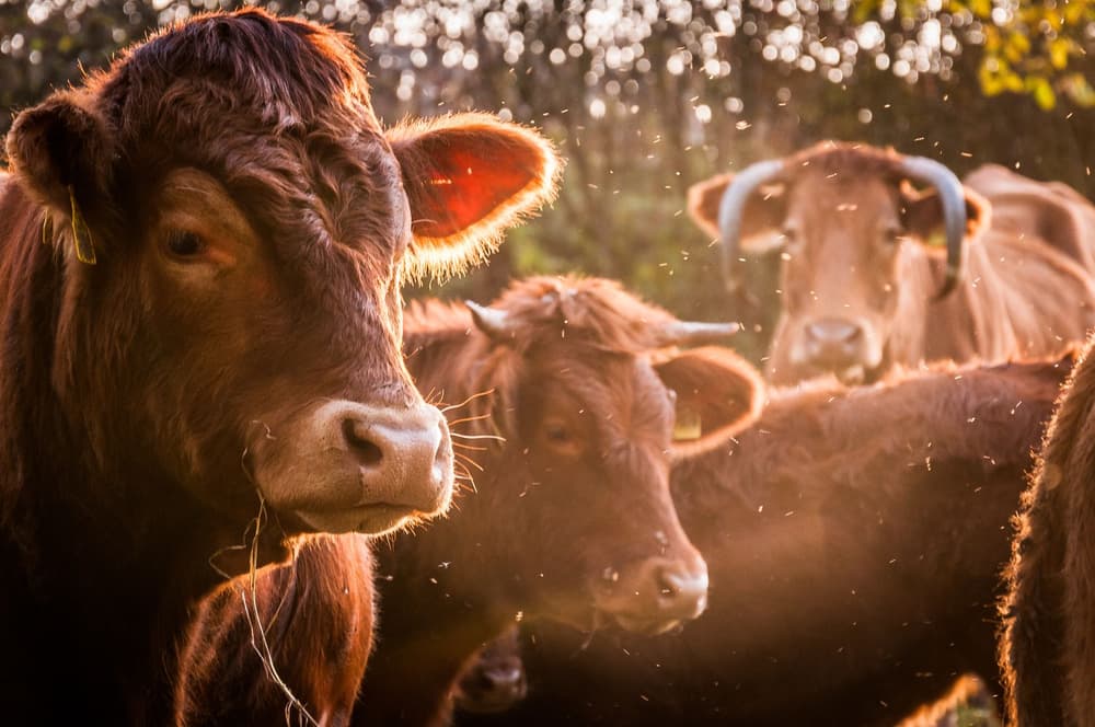 BSE choroba wściekłych krów u ludzi – objawy (encefalopatia gąbczasta)