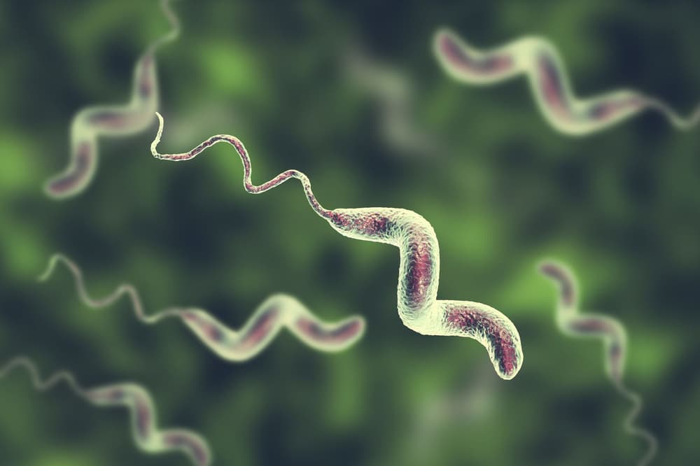 Campylobacter – objawy i leczenie zakażenia
