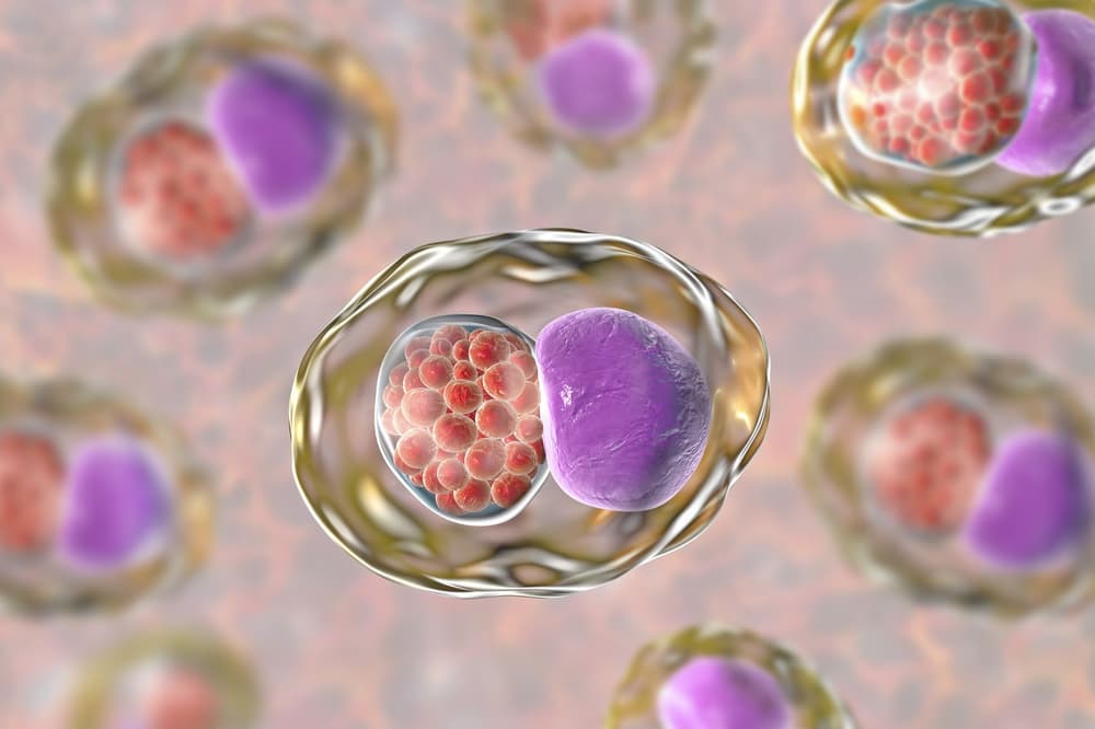 Chlamydia pneumoniae – objawy, leczenie, wyniki badania