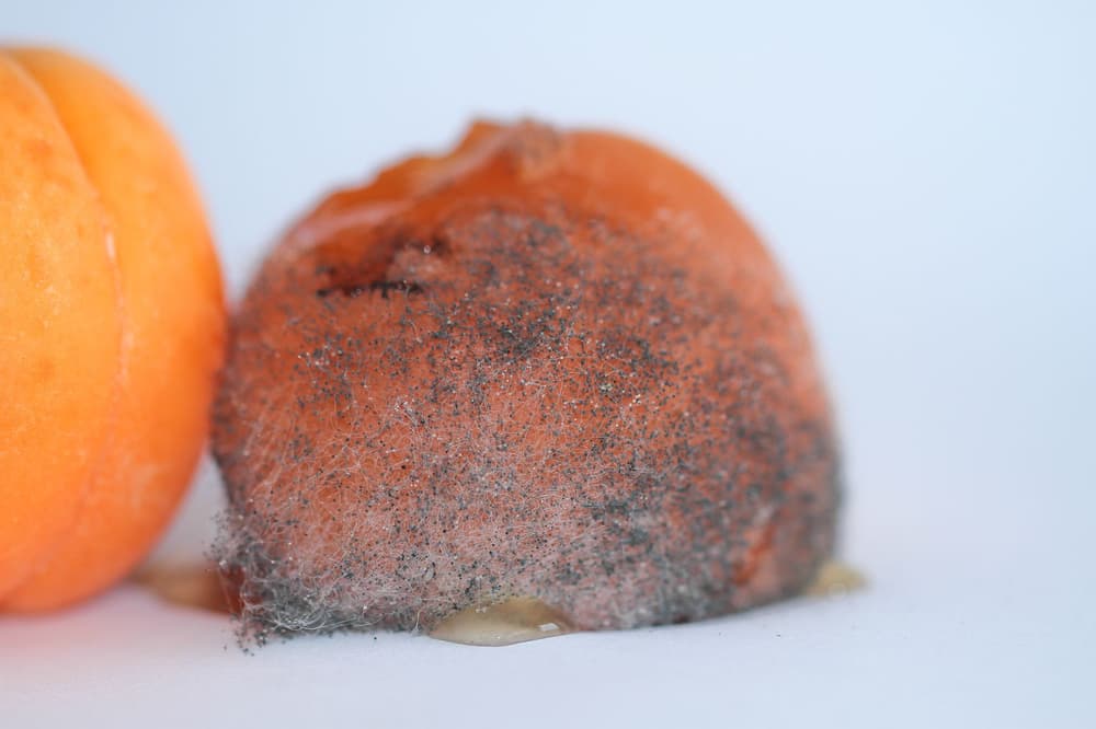 Cladosporium – pylenie, objawy alergii, testy i odczulanie