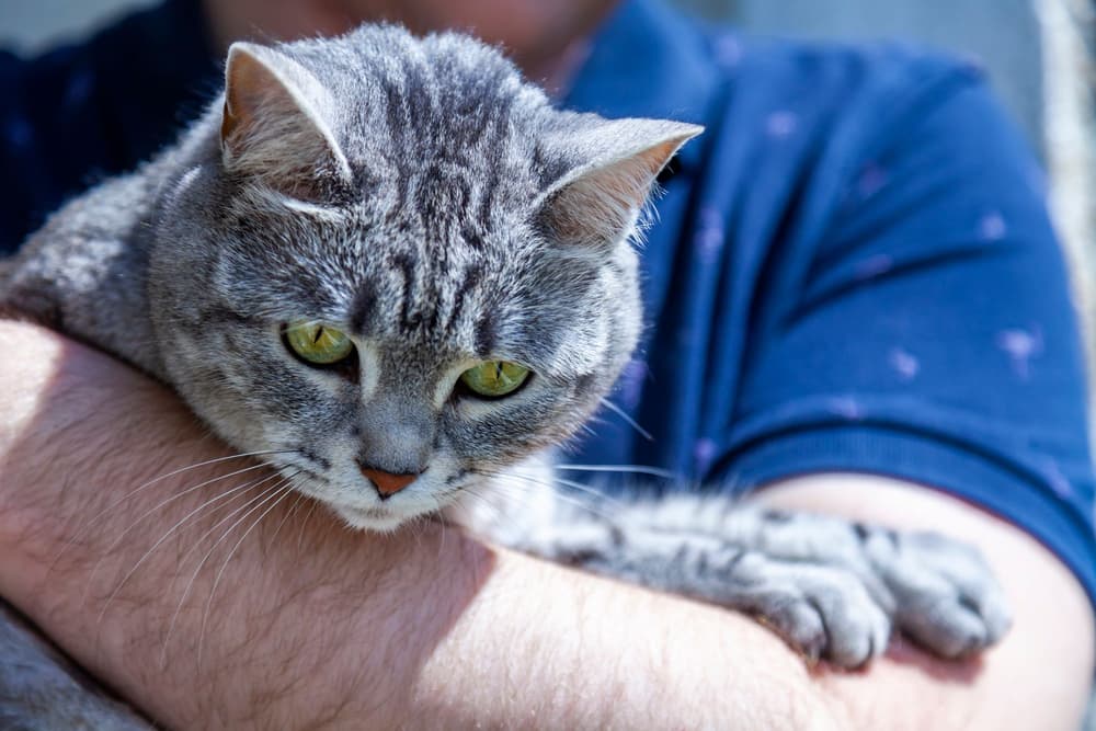 Felinoterapia (leczenie kotem) – wskazania, przeciwwskazania, efekty, cena