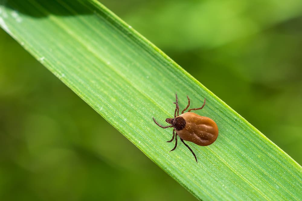 Anaplazmoza – przyczyny, objawy, powikłania, leczenie