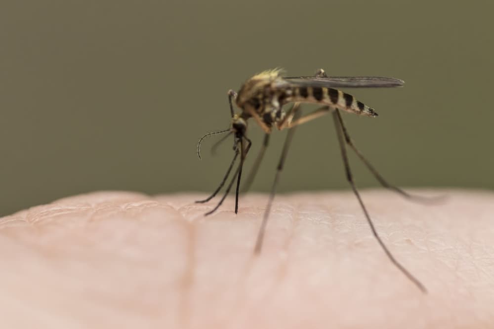 Japońskie zapalenie mózgu – czym jest, jak się objawia i jak je leczyć?