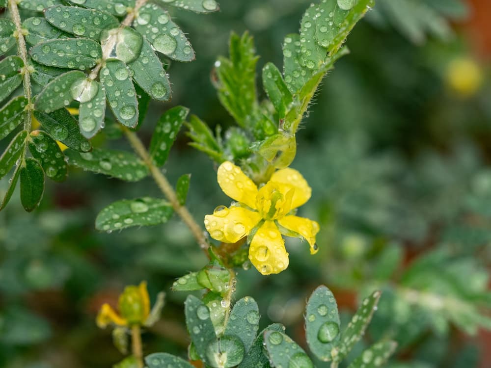 Buzdyganek naziemny (Tribulus terrestris) – właściwości, zastosowanie, skutki uboczne