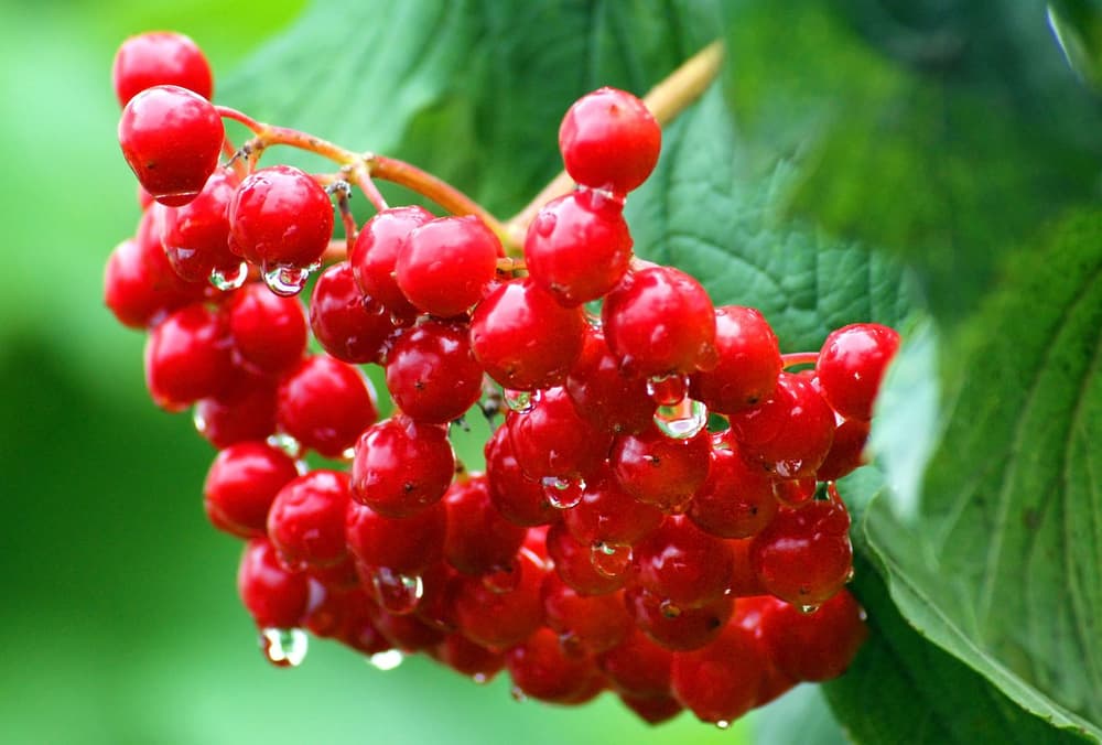 Dieta przy endometriozie – jak wygląda leczenie endometriozy dietą?