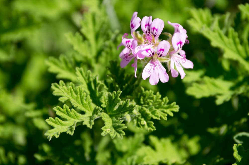 Geranium – właściwości zdrowotne, zastosowanie, przeciwwskazania