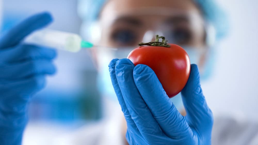 GMO – co to? Wady i zalety, wpływ na zdrowie, szkodliwość żywności modyfikowanej genetycznie