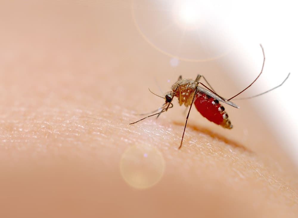 Gorączka chikungunya – co to jest, jakie daje objawy? Czy występuje już w Polsce?