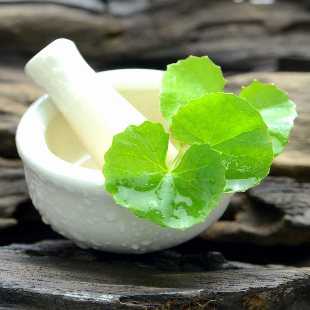 Gotu kola (wąkrotka azjatycka) – zioło nie tylko na problemy z pamięcią