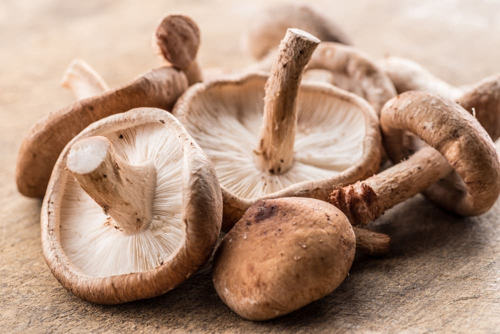 Grzyby shiitake – właściwości, przeciwwskazania, gdzie kupić, jak przyrządzić?