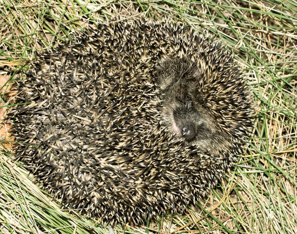Hibernacja – na czym polega? Czy może wystąpić u człowieka?