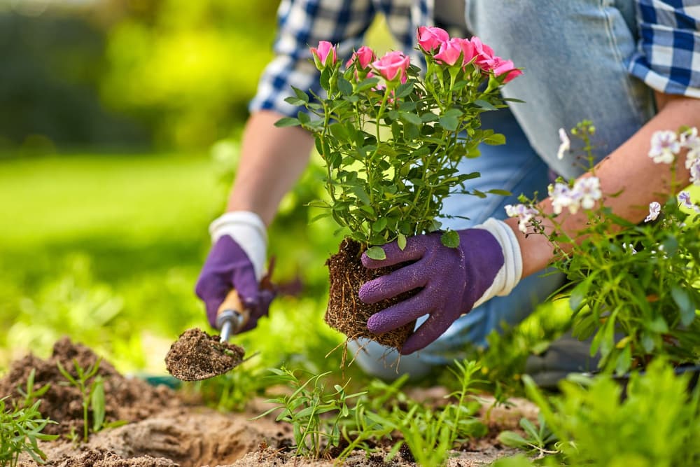 Hortiterapia – co to jest i na czym polega? Wskazania, przebieg, efekty hortikuloterapii