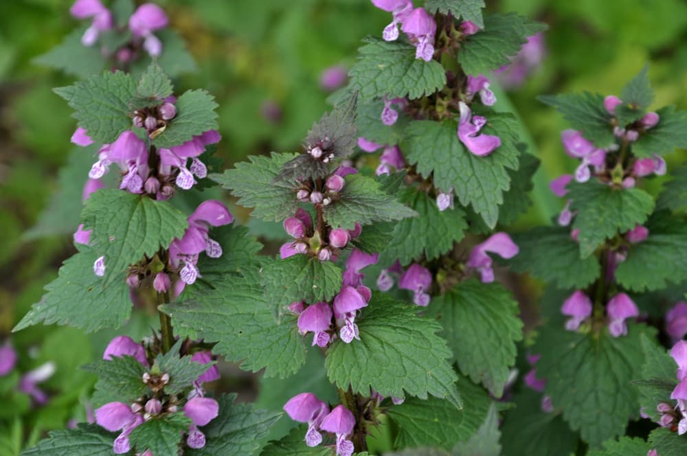 Jasnota purpurowa – właściwości zdrowotne, zastosowanie