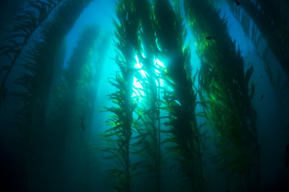Kelp (morszczyn pęcherzykowaty) – właściwości, działanie i przeciwwskazania