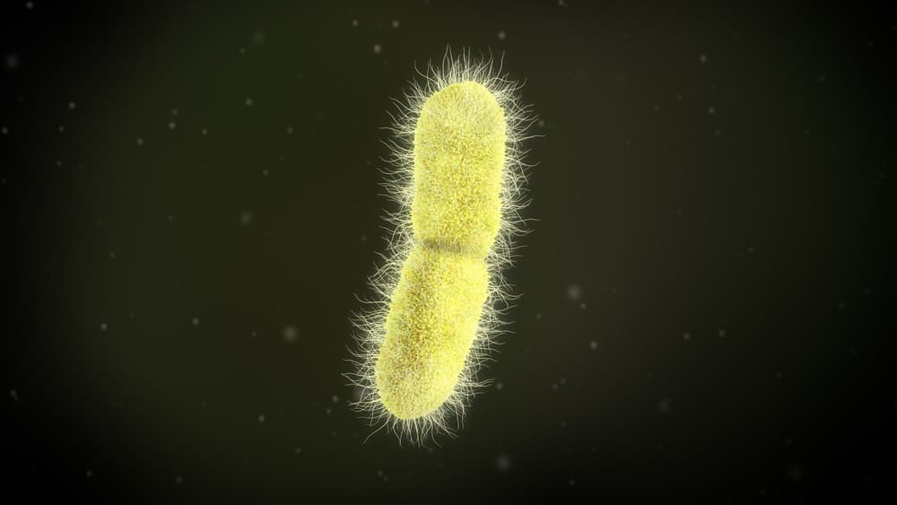 Klebsiella pneumoniae – WHO ostrzega przed tą groźną bakterią
