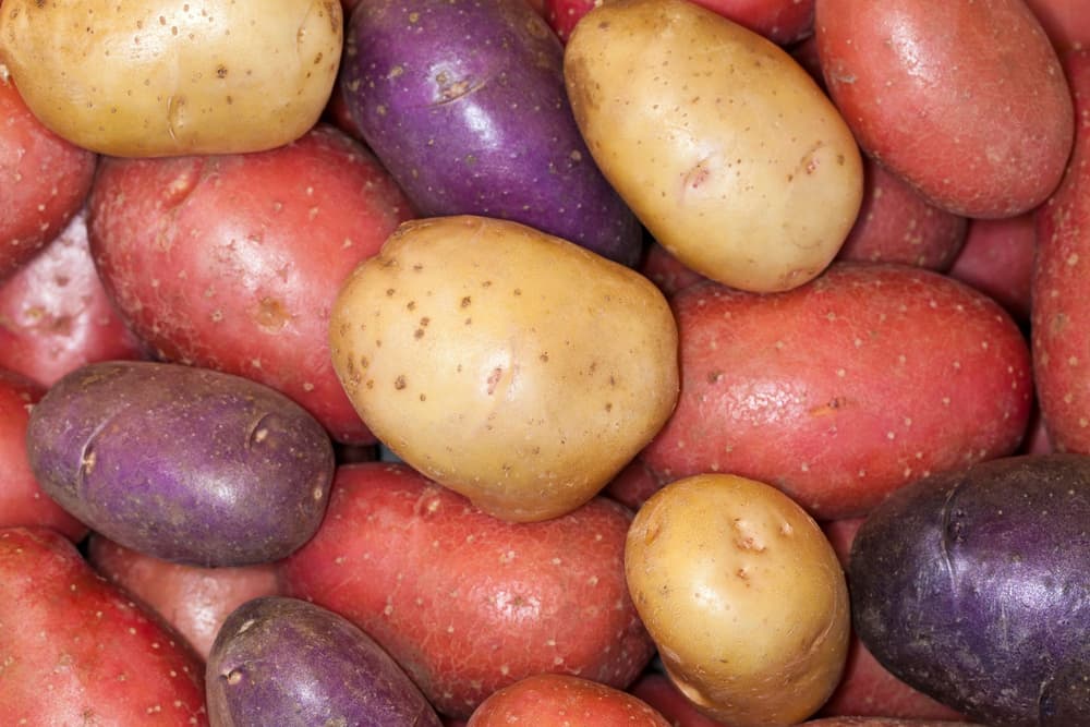 Fioletowe, czerwone i zółte ziemniaki.