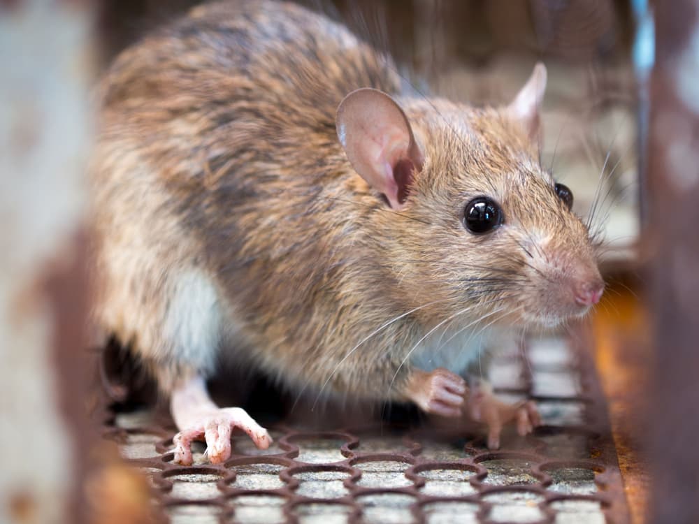 Leptospiroza – przyczyny, objawy, diagnostyka, leczenie