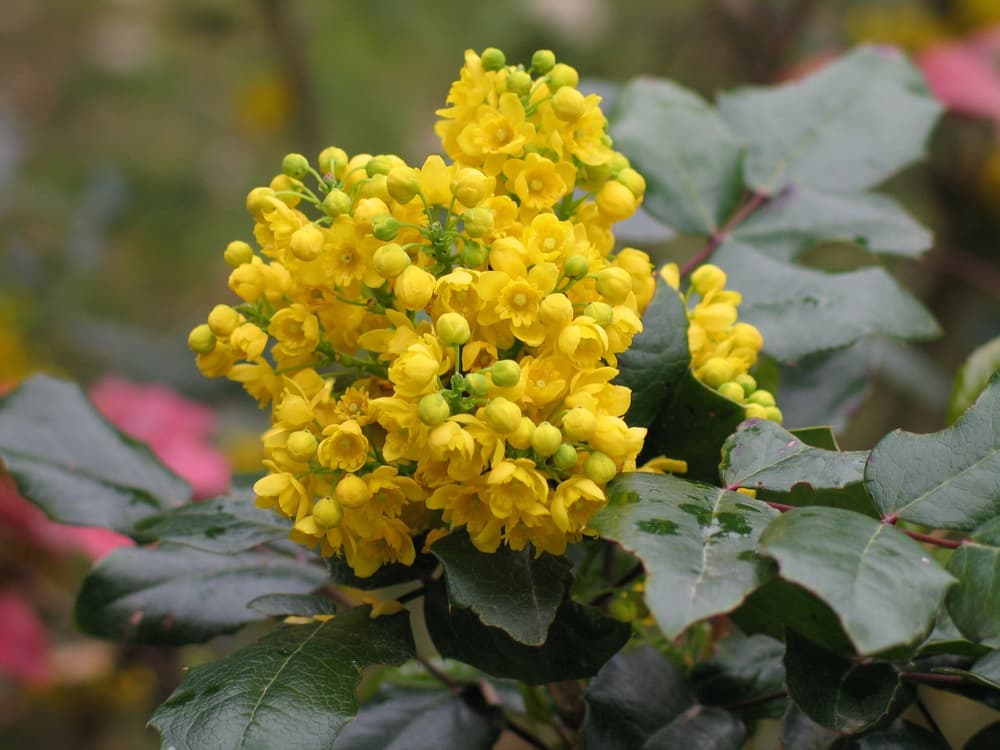 Mahonia – właściwości lecznicze, skład, zastosowanie, wskazania i przeciwwskazania. Przepisy