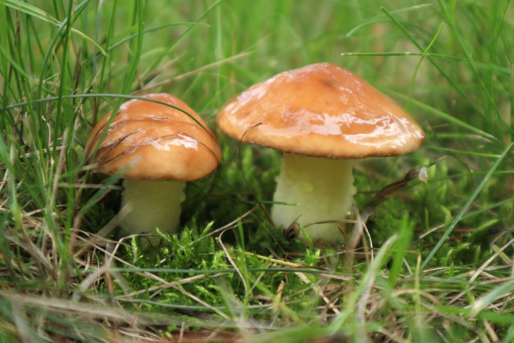 Maślak – wartości odżywcze, budowa, zastosowanie