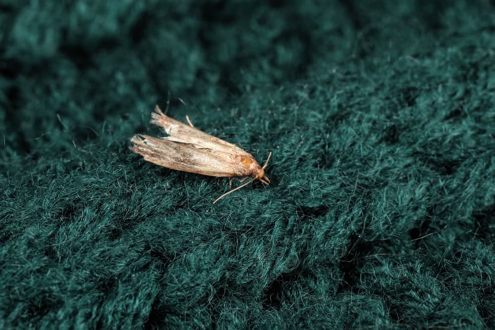Mole odzieżowe – czym są? Jak się ich pozbyć?