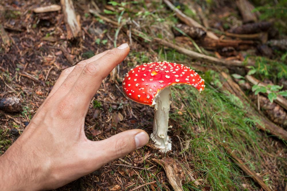 Muchomor czerwony – właściwości, czy jest jadalny