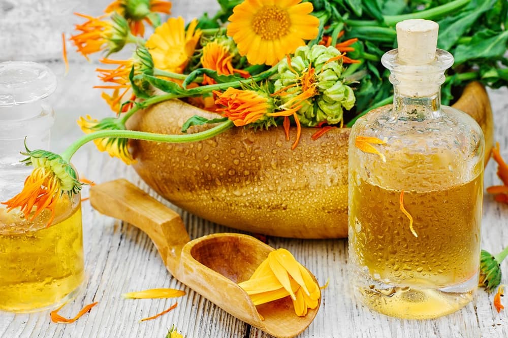 Nagietek (calendula) – właściwości i zastosowanie