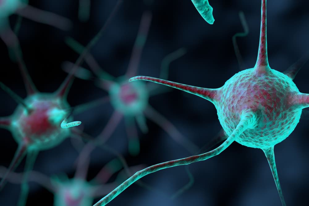 Neuron – rodzaje, budowa, funkcje