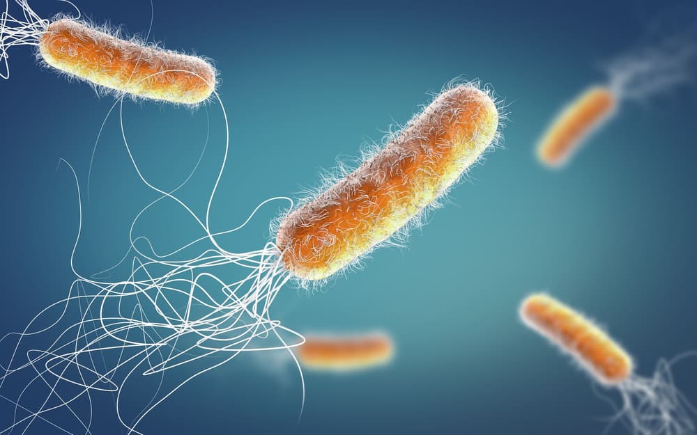 Pałeczka ropy błękitnej (Pseudomonas aeruginosa) – czym jest?