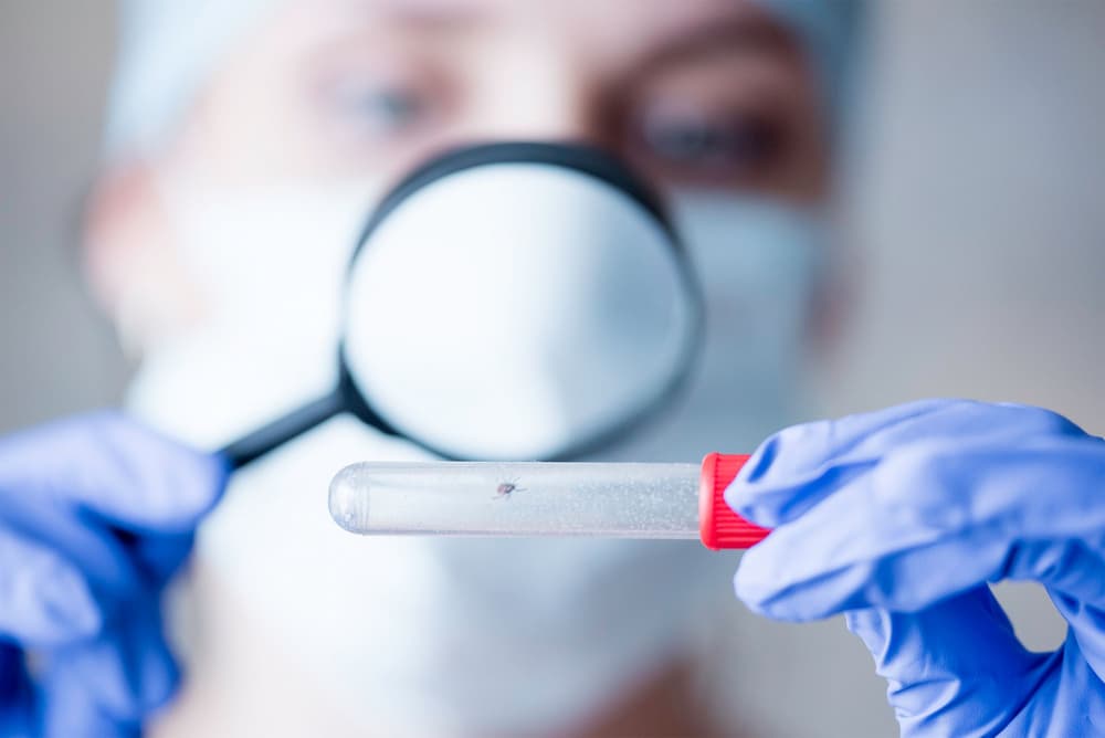 Parazytologia – co to jest? Czym zajmuje się parazytolog?