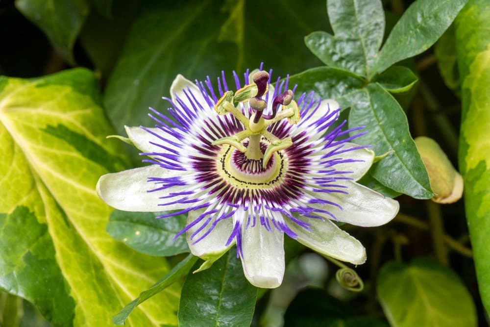 Passiflora (męczennica) – co to jest, właściwości, zastosowanie