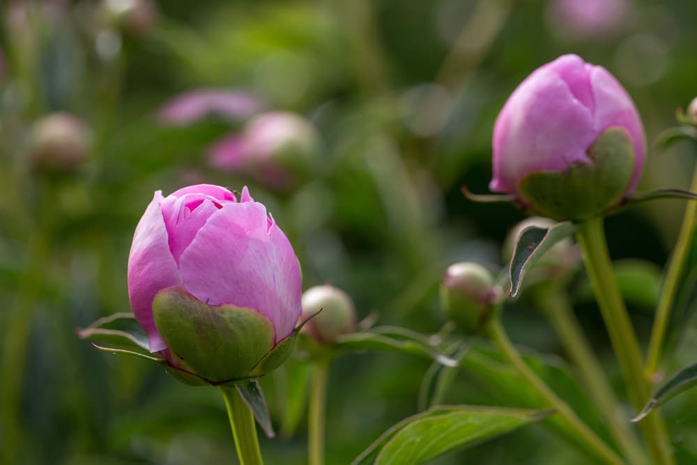 Dwie różowe peonie w pączkach.