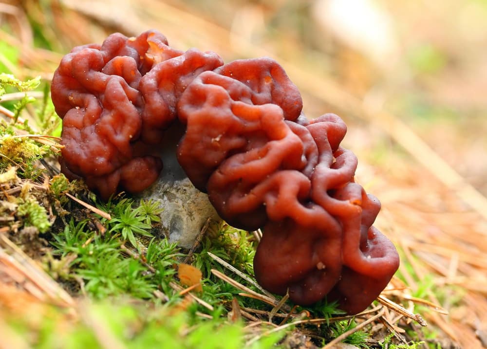 piestrzenica kasztanowata w lesie