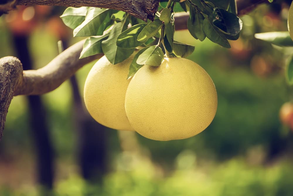 Pomelo – właściwości odżywcze i zdrowotne, wskazania i przeciwwskazania, przepisy, jak obrać i jak jeść pomelo?