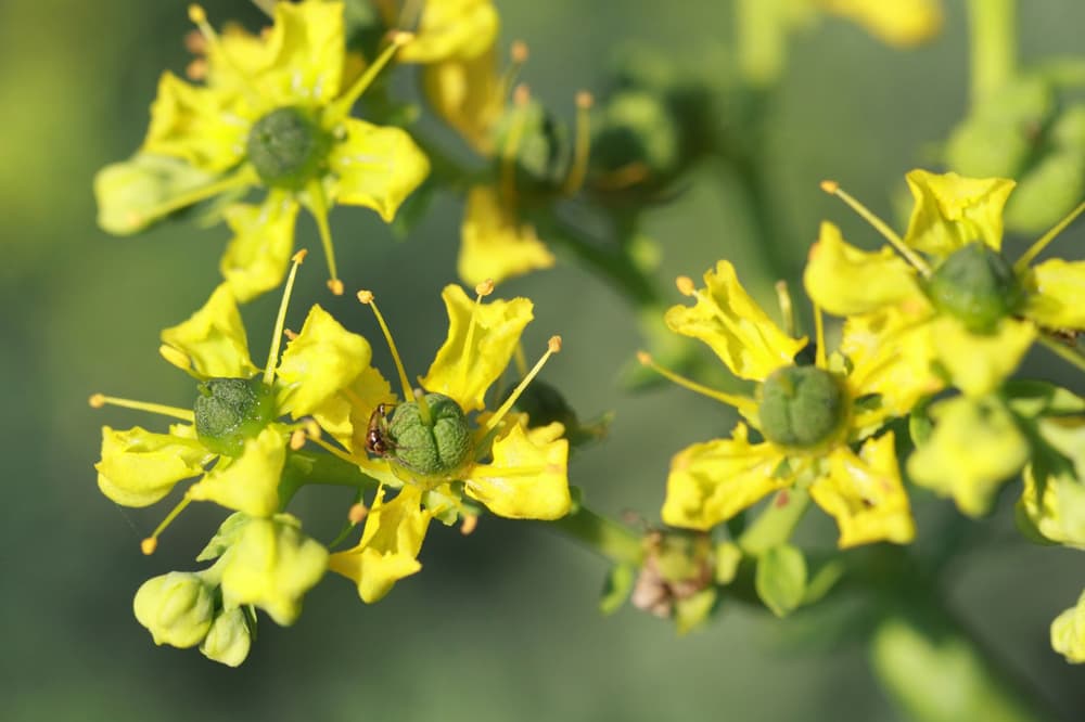 Ruta zwyczajna – właściwości, zastosowanie i działanie ziela ruty