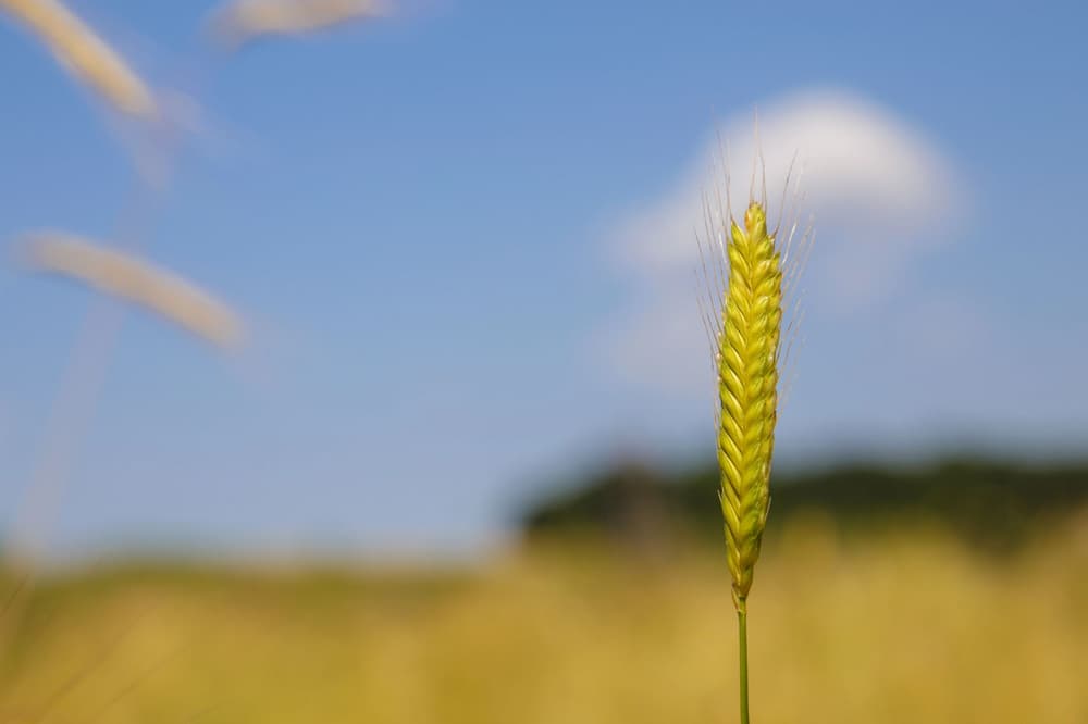 Samopsza – co to za zboże? Jakie ma właściwości? Kasza, mąka i chleb z samopszy