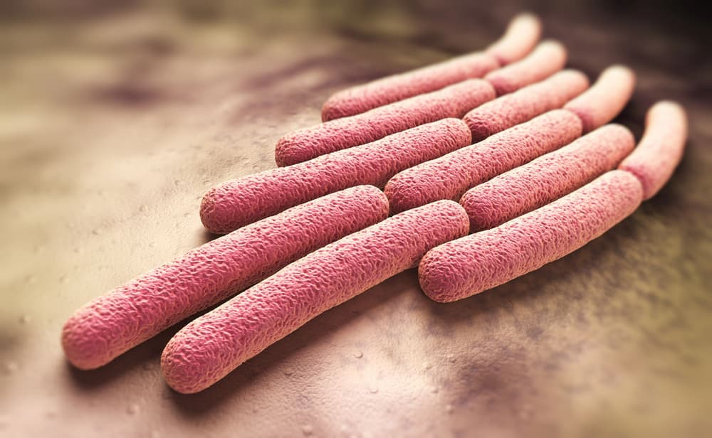 Shigella (bakteria) – objawy, leczenie zakażenia, badanie