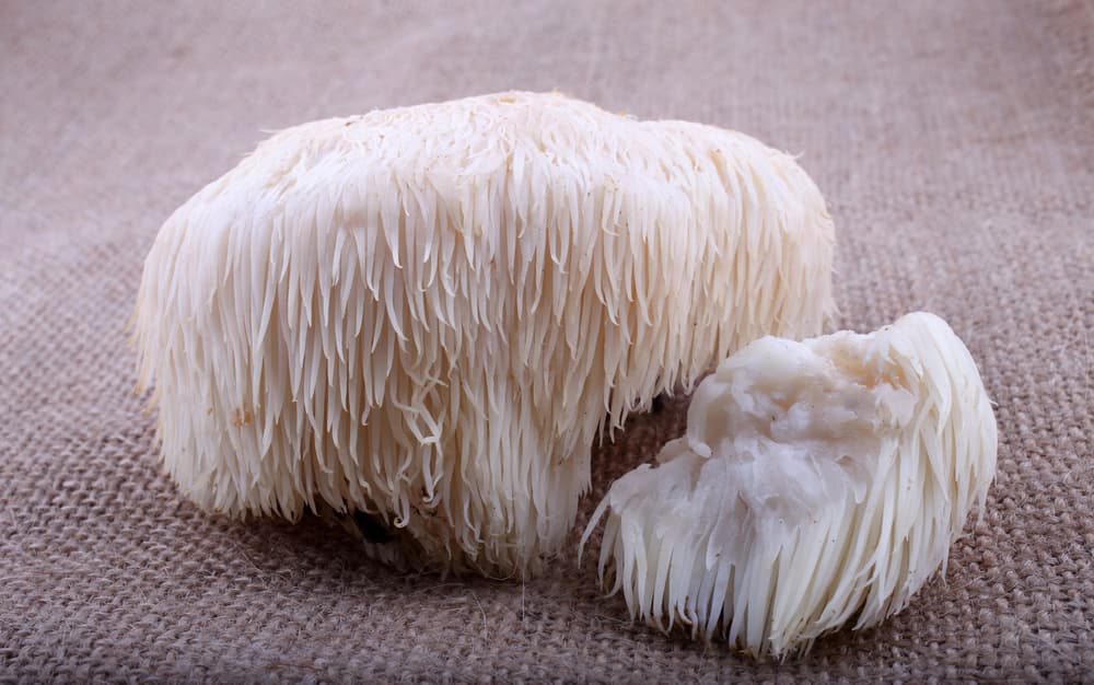 Soplówka jeżowata – właściwości, działanie, przeciwwskazania, opinie, cena, przepisy