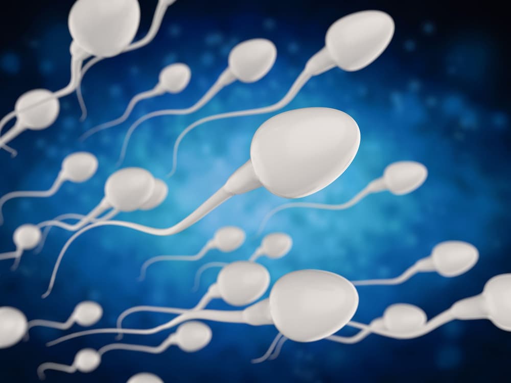Spermatogeneza – na czym polega ten proces, co go zaburza?