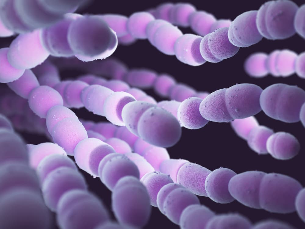 Streptococcus pneumoniae (dwoinka zapalenia płuc) – co to jest, objawy, leczenie, jak można się zarazić?