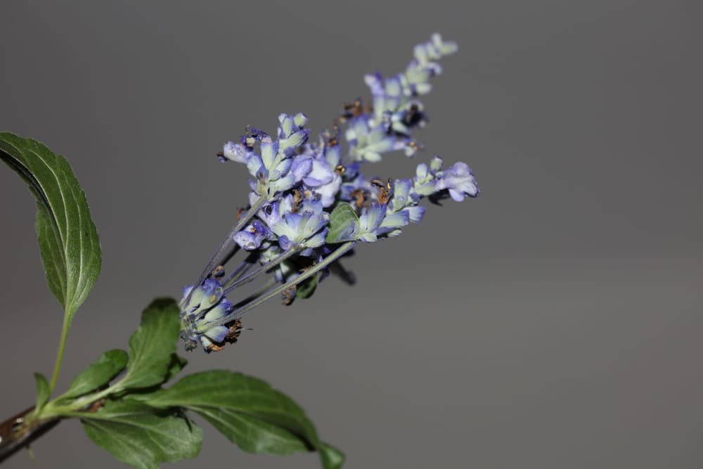 Szałwia wieszcza – właściwości, czy rośnie w Polsce, legalność