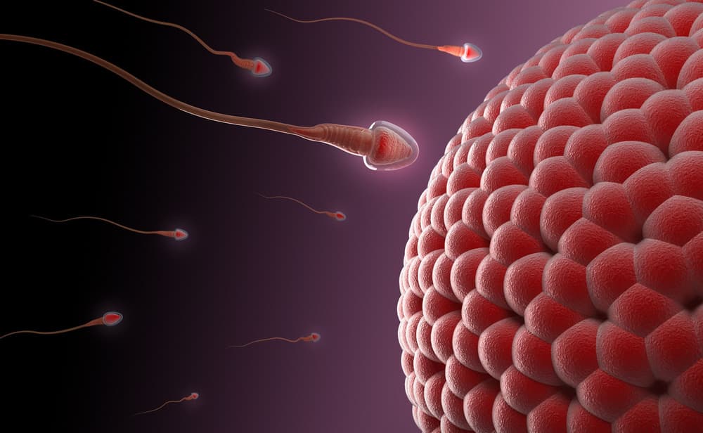 Teratozoospermia – co to jest? Przyczyny, objawy, diagnostyka, jak leczyć?