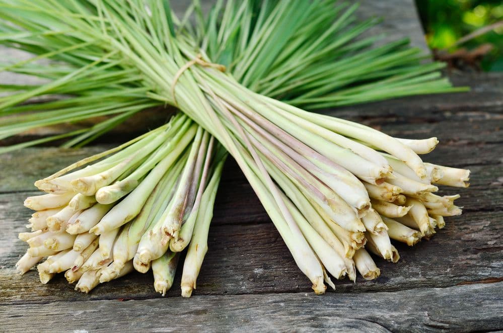 Trawa cytrynowa – właściwości, zastosowanie, przepisy, gdzie kupić?