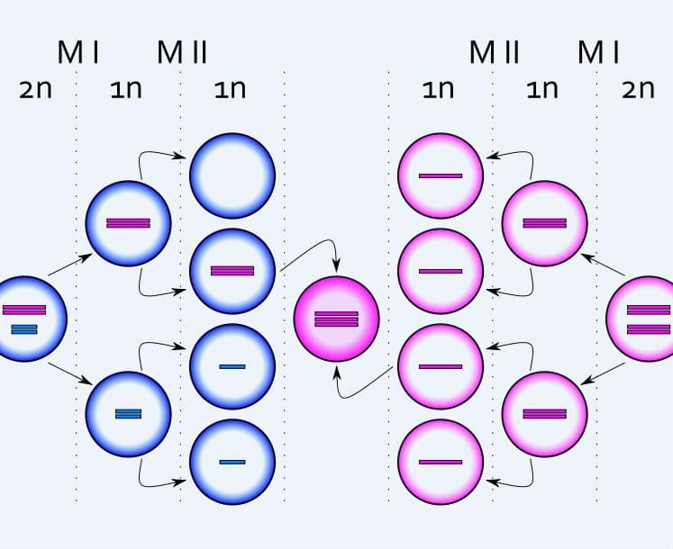 Trisomia chromosomu X – zespół nadkobiety – jak się objawia, jak leczyć?